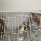 طيور كروان وبادجي
