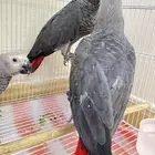 كاسكو ( مباعه الله يبارك للمشتري )
