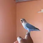 ببغاء روز