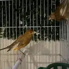 كناري سوري ماوردي مع قفص انتاج بكامل التجهيزات