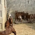 بهم تربيه تيوس