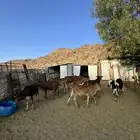 8حسلان بلدي