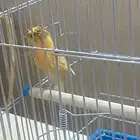 ذكري كناري جزري