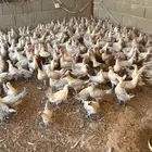 دجاج فيومي يباص كبير وصغير وبيع سمح ومستعجل