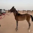 سمحه مهره شعبيه للبيع(( تم البيع ))