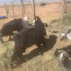 تيوس فحول عوارض