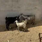 معزا ولد