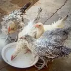 للبيع دجاجه وديك وعليه فروخ ثلاث دجاج واثنين اديكه