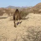 ناقه البيع