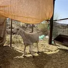 طلي حري يضحي تم البيع