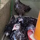 دجاج سوساكس الانجليزي