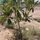 شجر ياسمين هندي ارتفاع. مترين واكثر