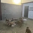 يوجد ذبايح تيوس وخرفان طيبه وفل فل