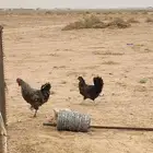 ديك ودجاجه تركي