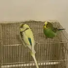 عصافير حب للبيع مع القفص وفيه اكل