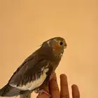 للبيع كروان بكستاني نهاية غر هداد خارجي دخالي نشبههه