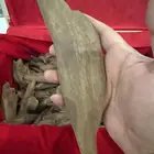 نوادر العود المروكي القديم