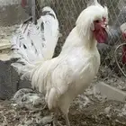 جوز دجاج بولش