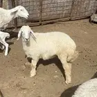 رخل للبيع