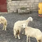 ضان حريات