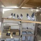 حمام باكستاني مستويات طيبه