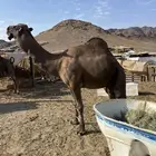 جمل احمر ادهم مشروط