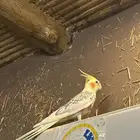 طير كروان كوكتيل