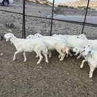 طليان للبيع
