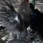 دجاج براهما