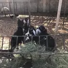 خمس سخال واحد تيس