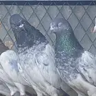 جوز حمام باكستاني