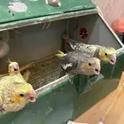 فروخ كروان نهايه غرر
