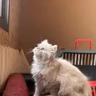 قطة صغيرة مريضة للتبني