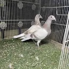 زاجل سباق طبات وقطع