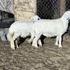 للبيع طليان من عيال غنمي فل شحم ع البرسيم والشعير ذبايح