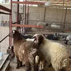 خرفاان نعيييم جبرره يتممن
