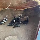 البيع اذكور بح طيبت