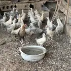 دجاج فيومي المنيوم وتركي ولوهمان
