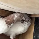 جوز باكستاني طبه لاكا خوارج