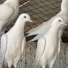 حمام مشكل اغلبه فرنسي سوبر جامبو 15