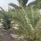 نخل للبيع