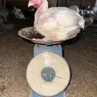 دجاج لاحم(مكاين)