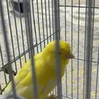 زوج كناري اوروبي