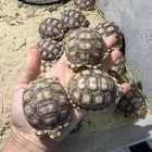 سلاحف سولكاتا للبيع