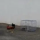 ديك وزقاقيل للبيع