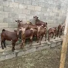 تيوس ذبائح