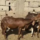 سواكن حمري تربيه خمس شهور