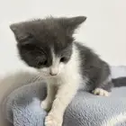 قط للتبني