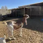 معزا مشاريك طيبه 3 معها 6