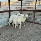 خرفان حريات
